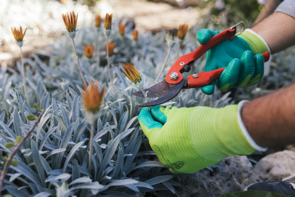 Landscape Maintenance Dubai