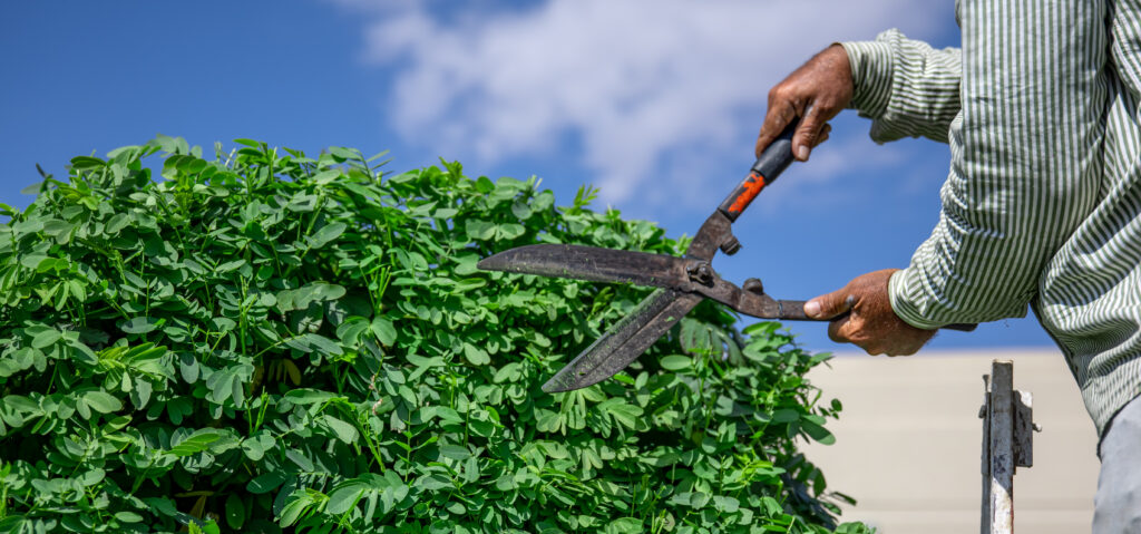 Landscape Maintenance Dubai
