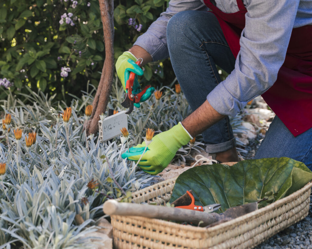 Landscape Maintenance Dubai